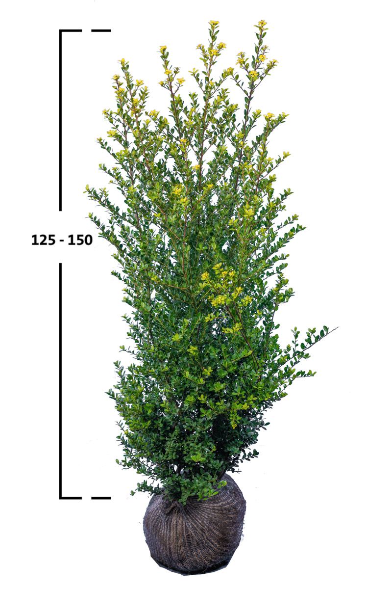 Japanische Stechpalme Green Hedge