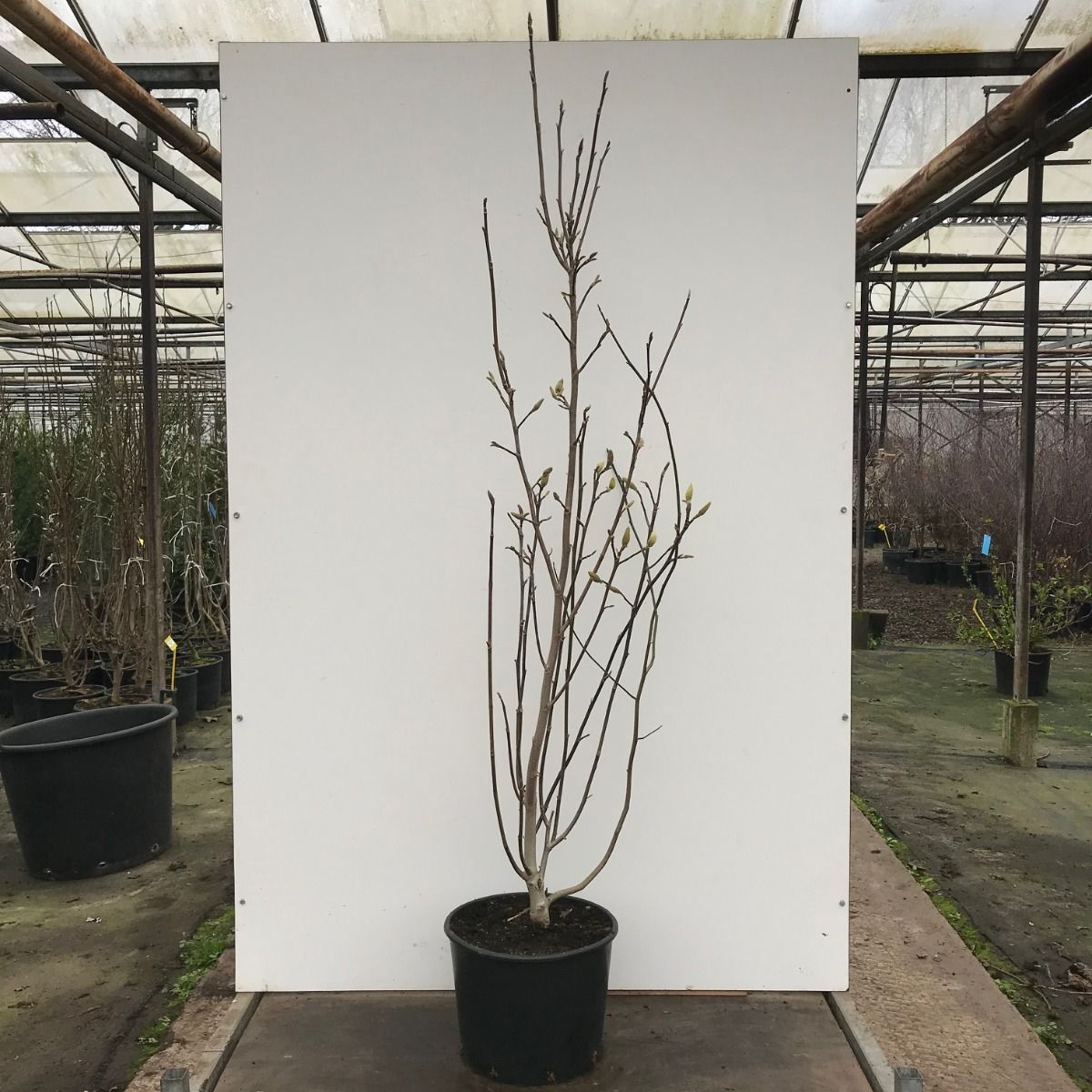 Magnolie Black Beauty®