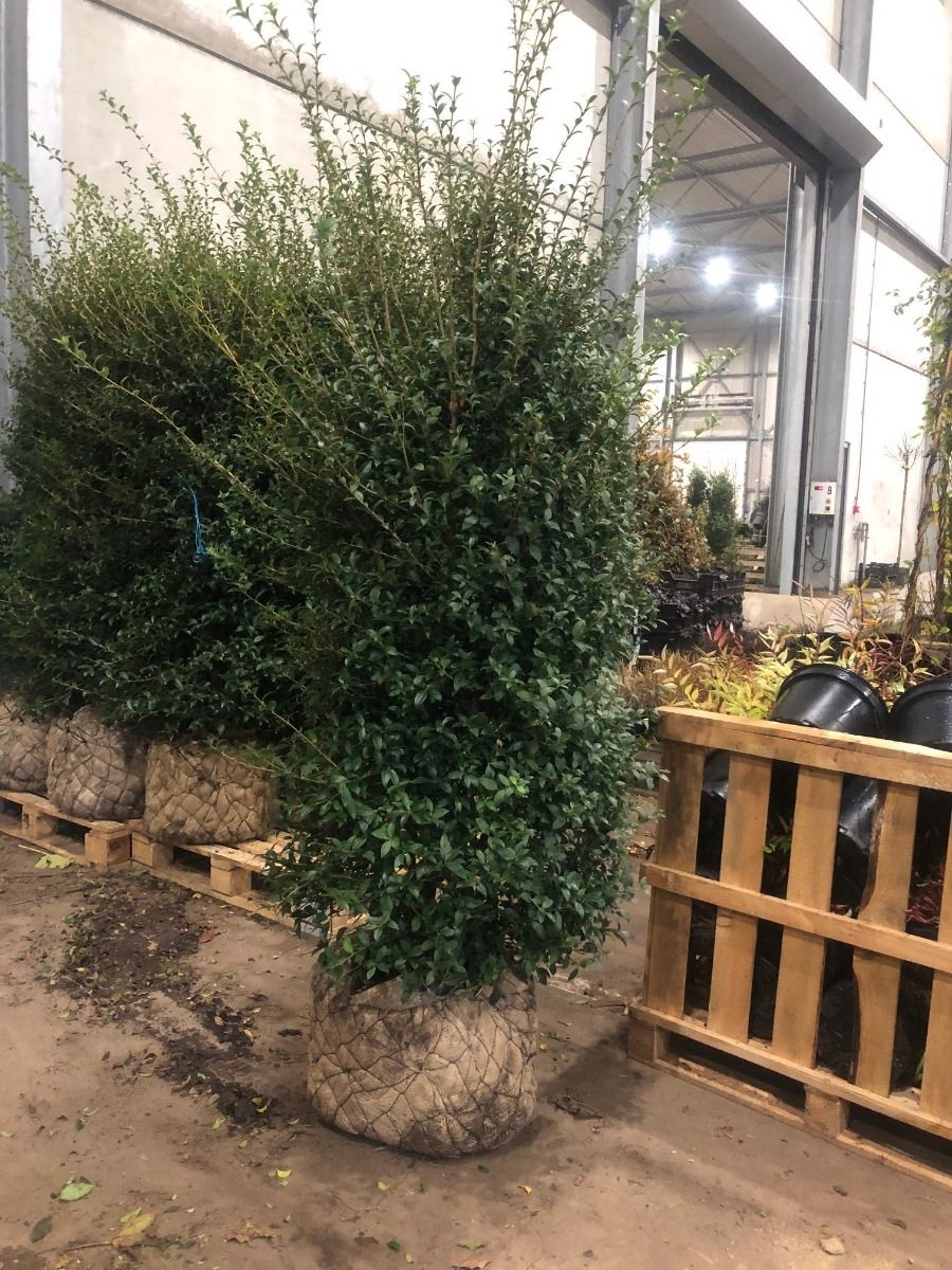 Burkwoods Duftblüte