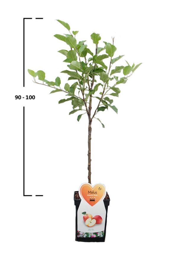 Apfelbaum 'James Grieve'