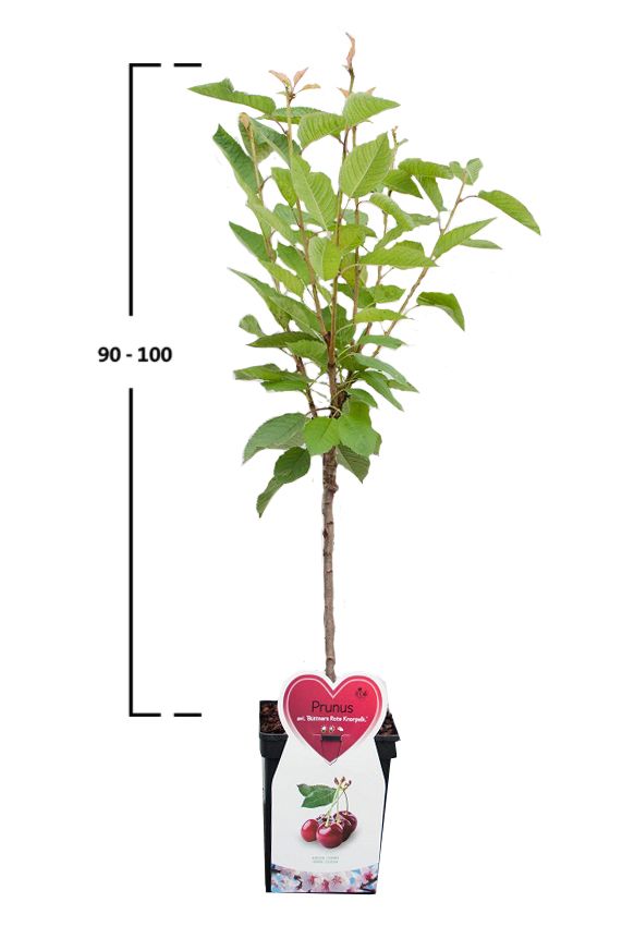 Kirschbaum 'Regina'