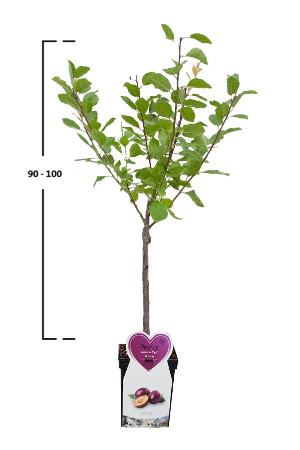 Pflaumenbaum 'Reine Claude d'Oullins'