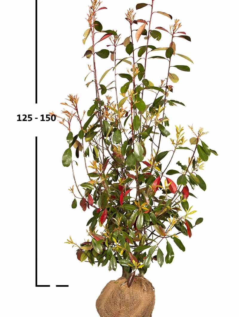 Rote Glanzmispel-Hecke
