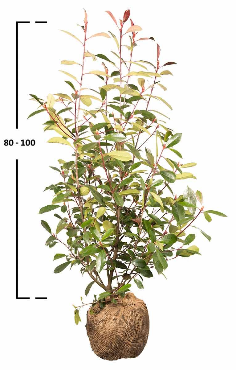 Rote Glanzmispel-Hecke
