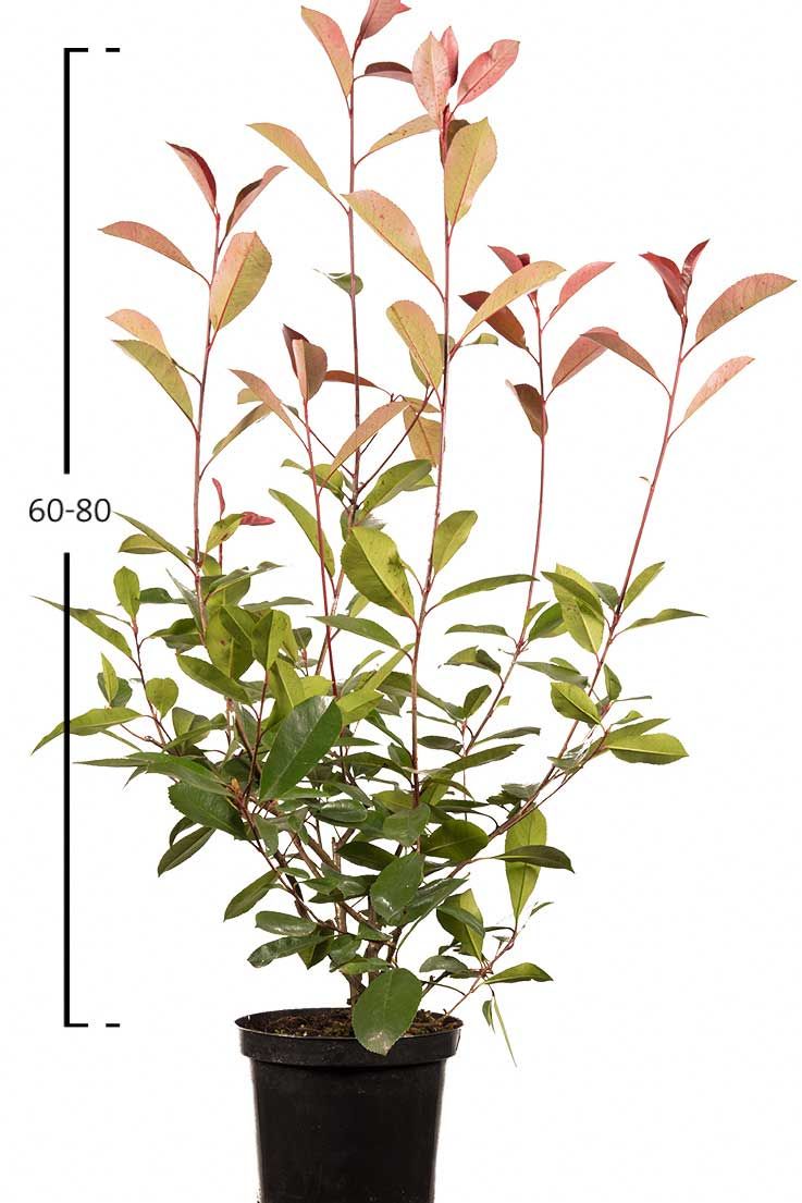 Rote Glanzmispel-Hecke