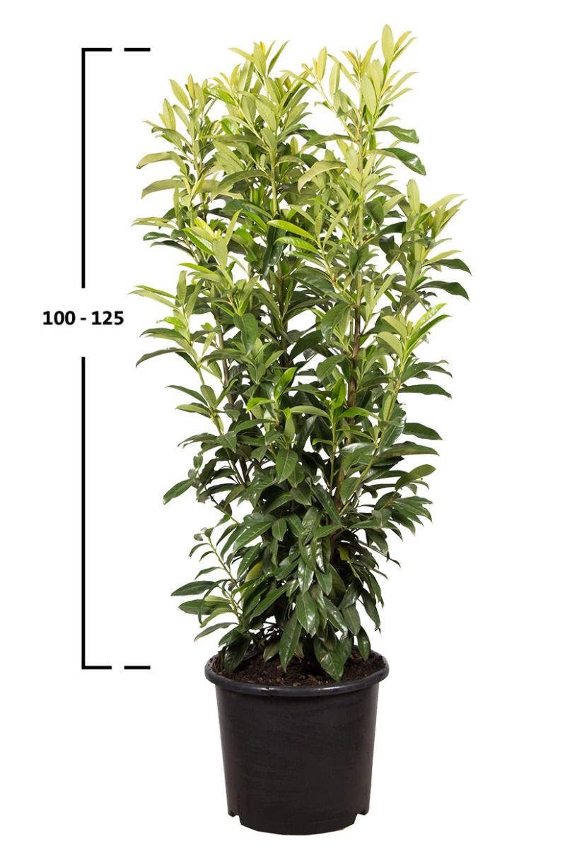 Kirschlorbeer Caucasica