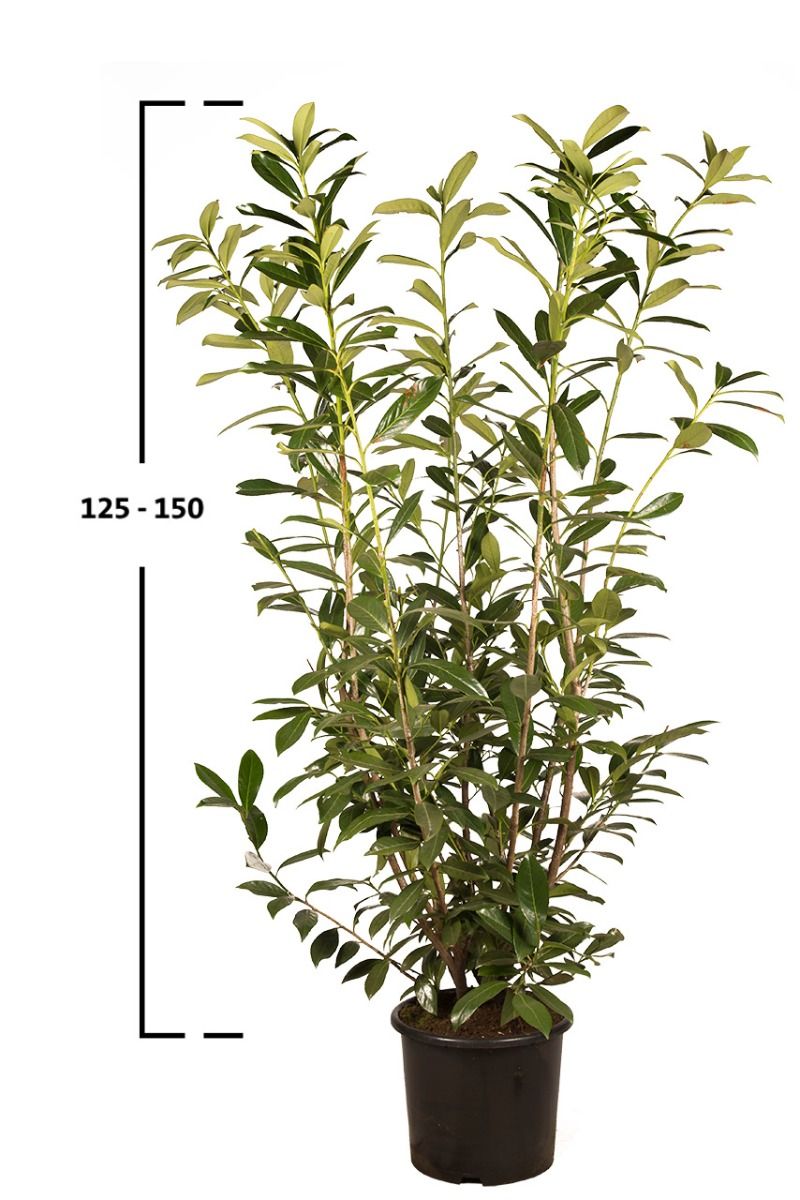 Kirschlorbeer Caucasica