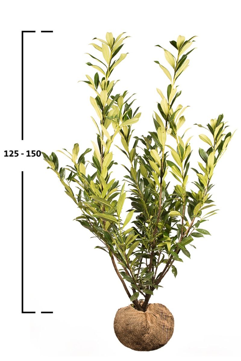 Kirschlorbeer Caucasica