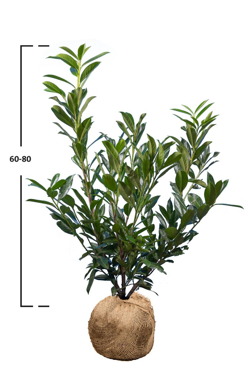 Kirschlorbeer Caucasica
