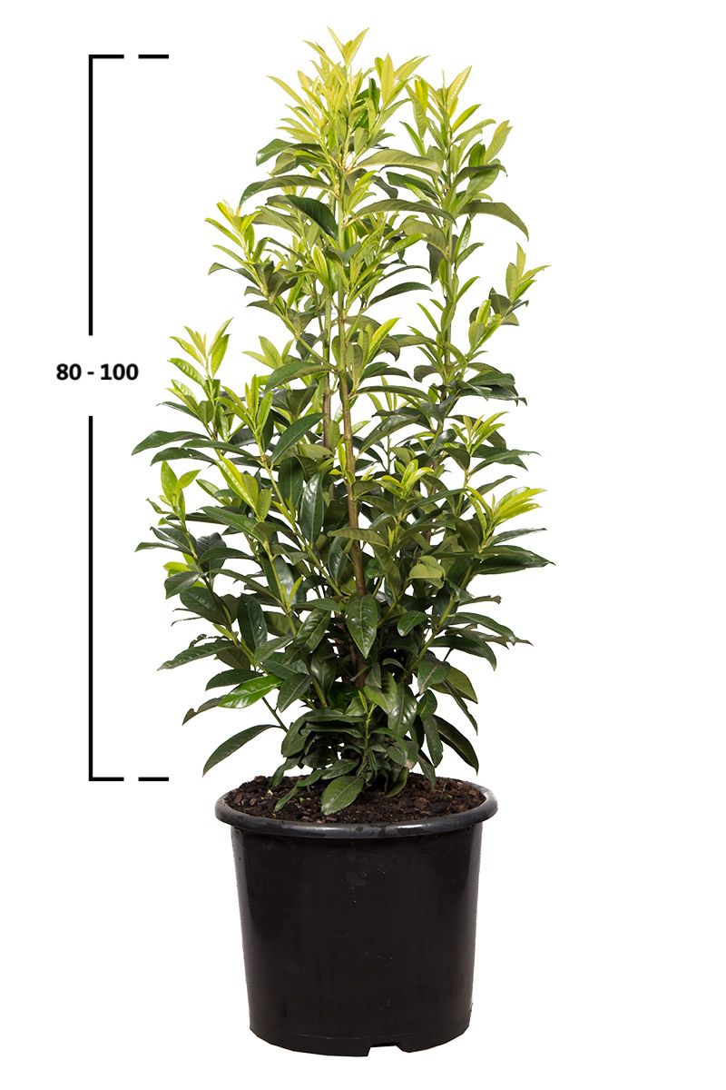 Kirschlorbeer Caucasica