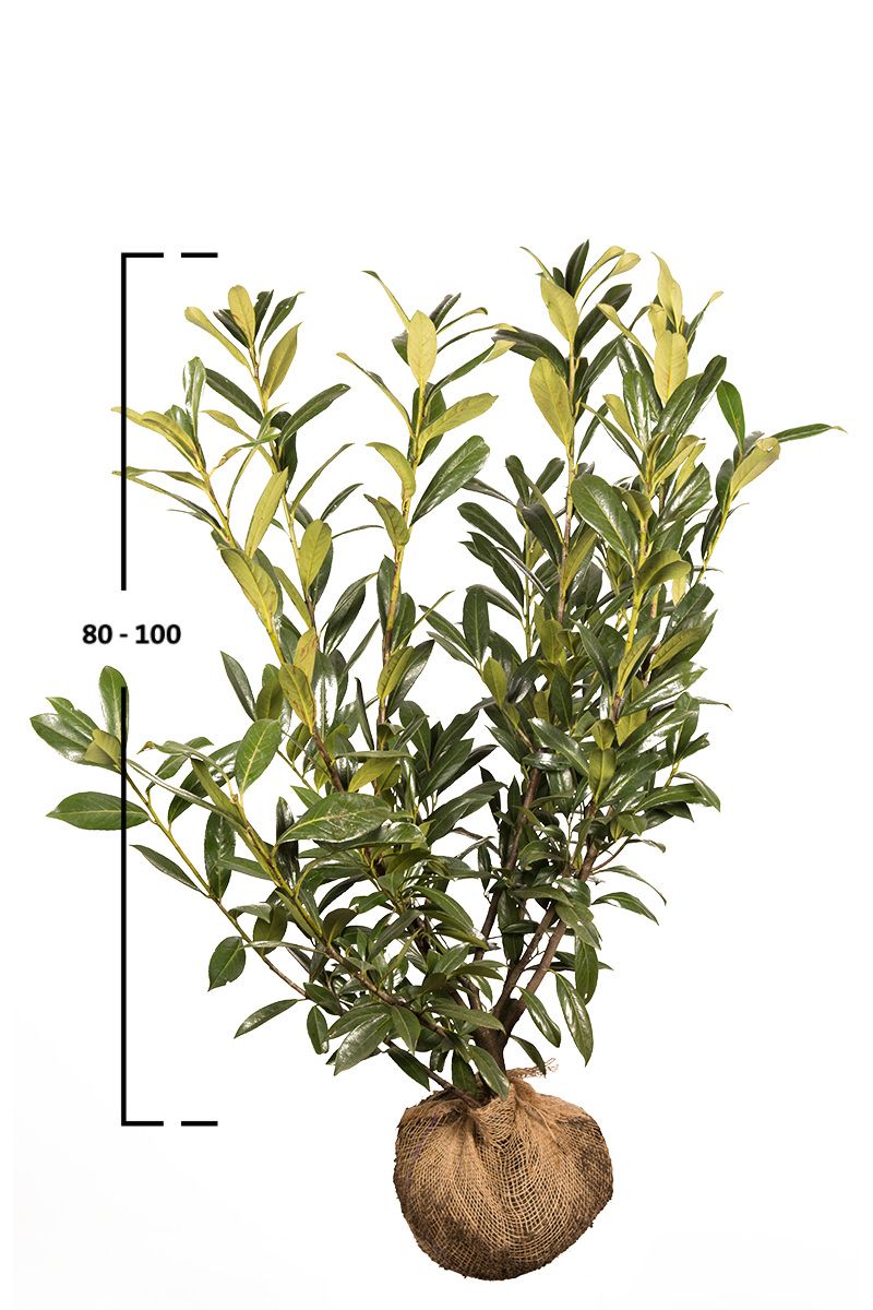 Kirschlorbeer Caucasica