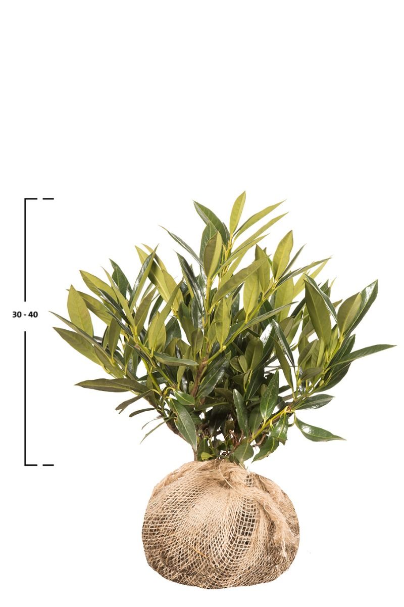 Kirschlorbeer Otto Luyken