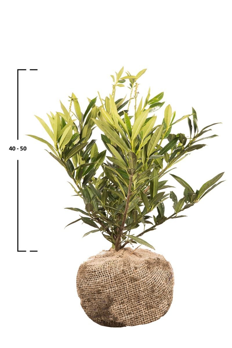 Kirschlorbeer Otto Luyken