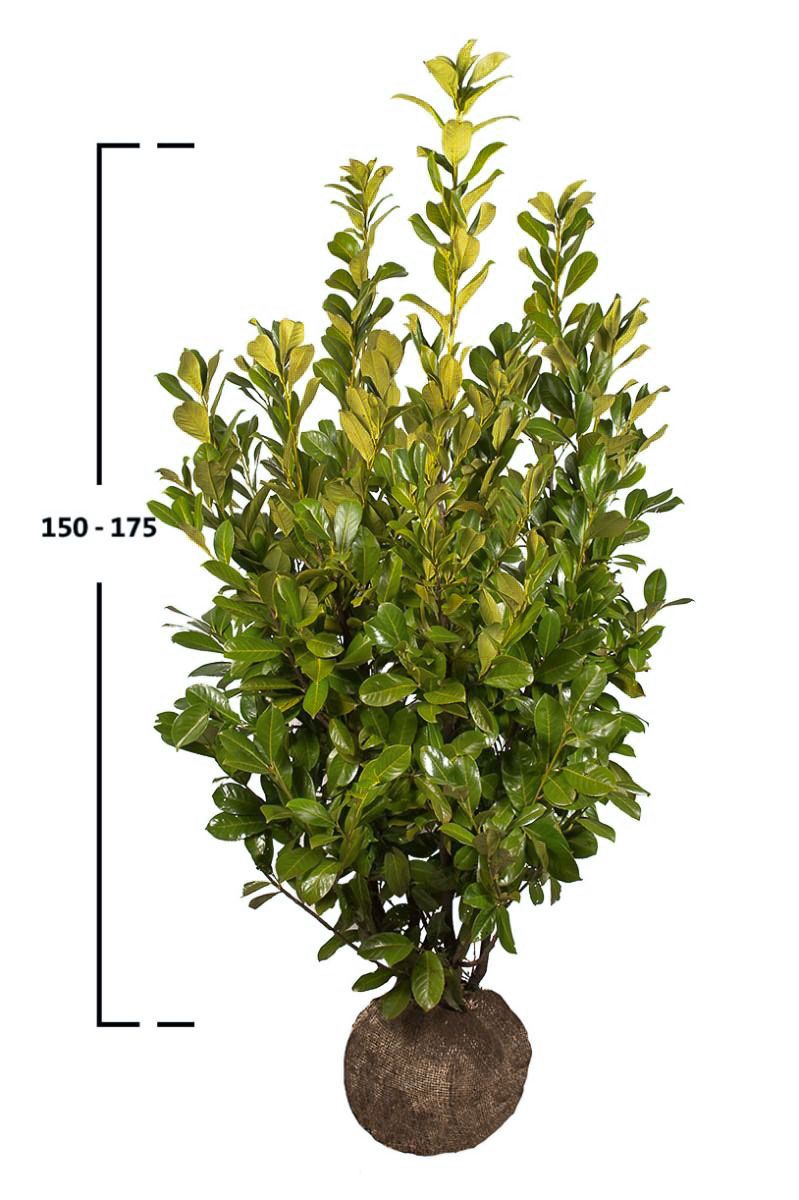 Kirschlorbeer 'Rotundifolia'