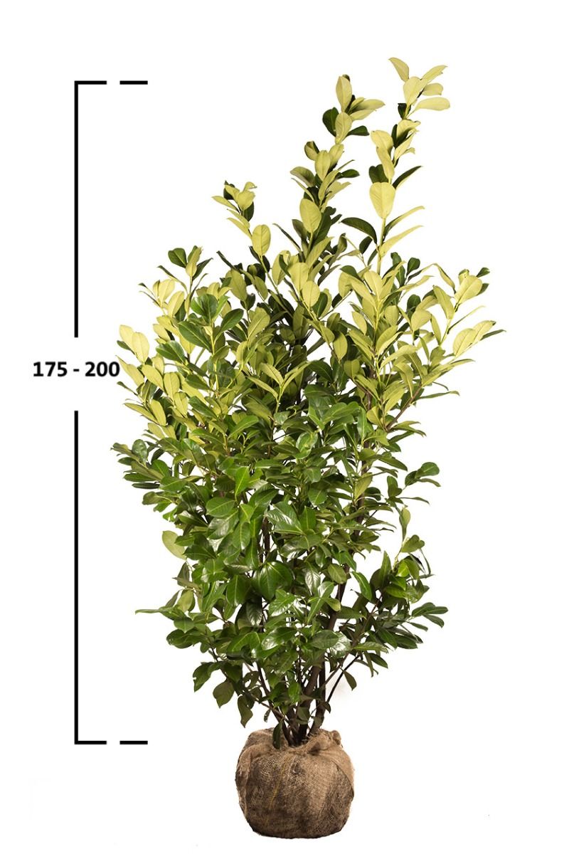 Kirschlorbeer 'Rotundifolia'