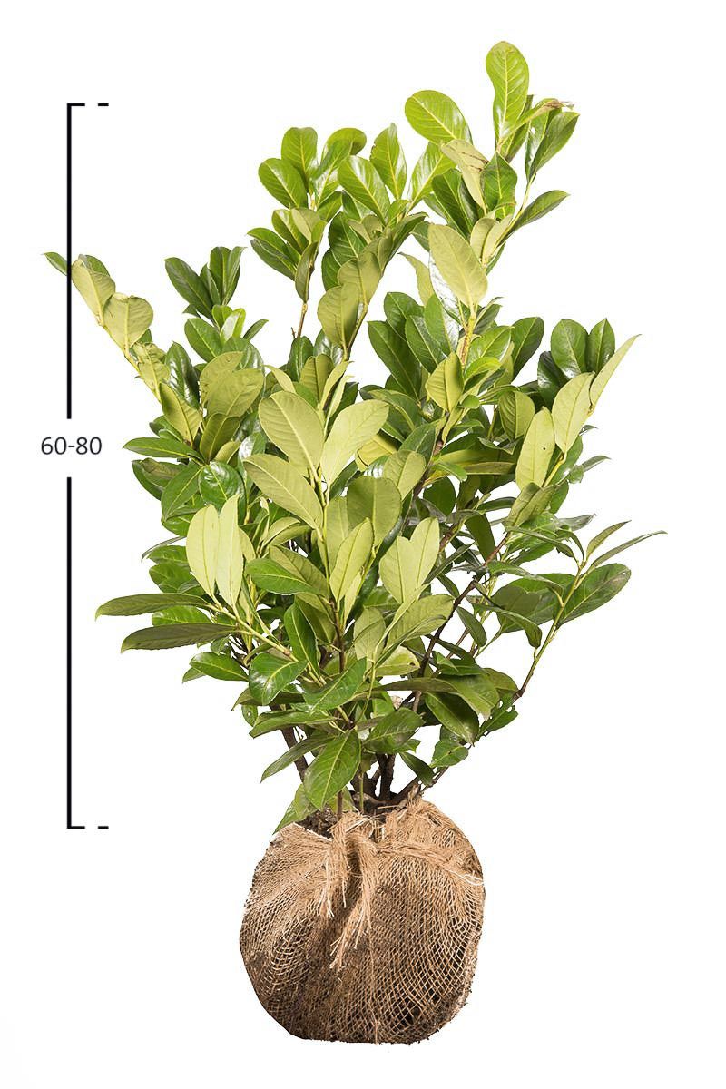 Kirschlorbeer 'Rotundifolia'