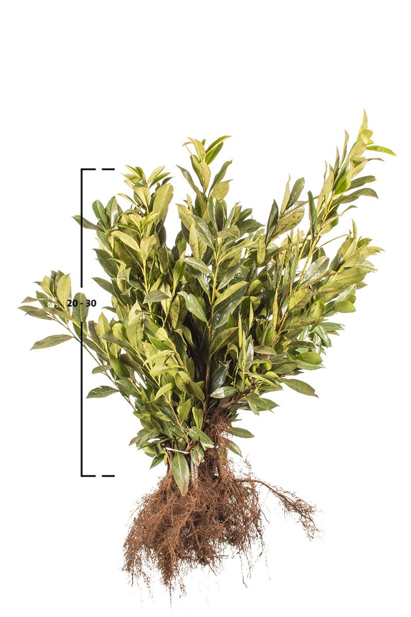 Kirschlorbeer Caucasica