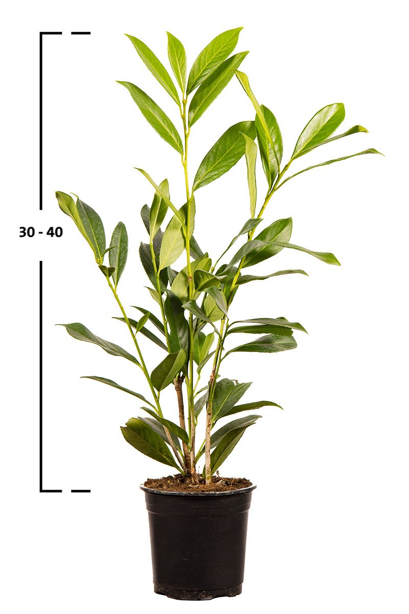 Kirschlorbeer Caucasica