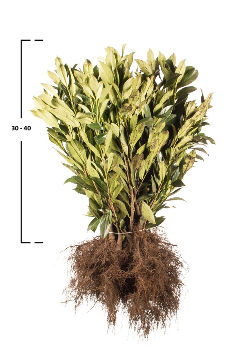 Kirschlorbeer Caucasica