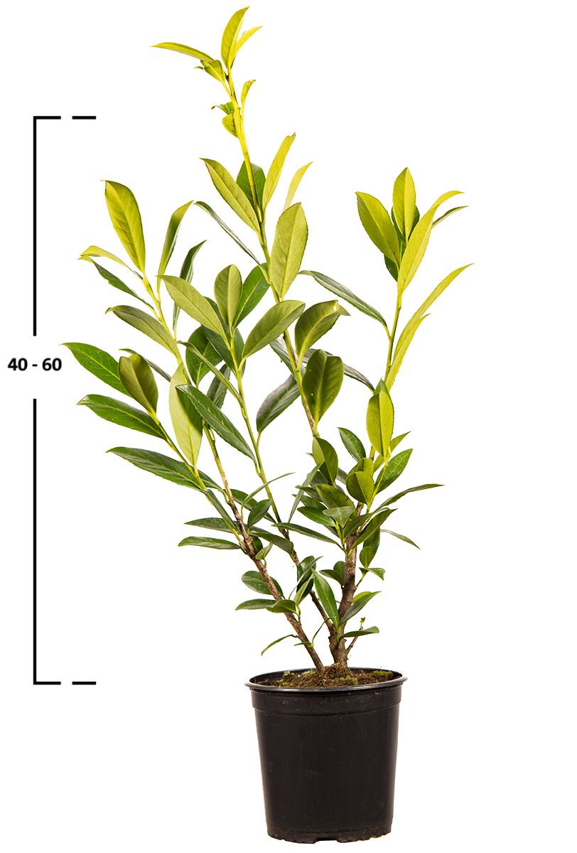 Kirschlorbeer Caucasica
