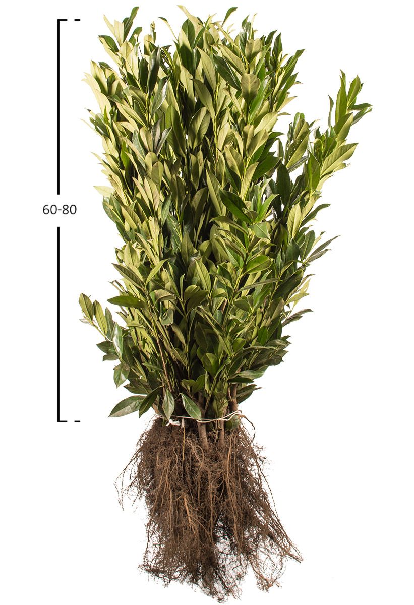 Kirschlorbeer Caucasica