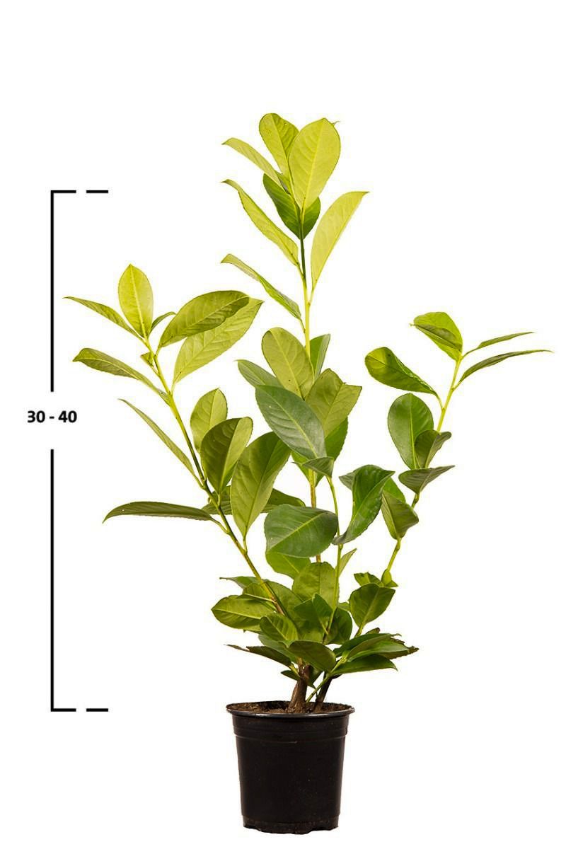 Kirschlorbeer 'Rotundifolia'