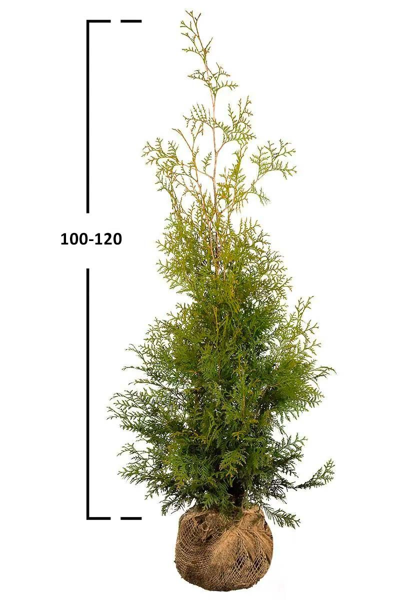 Thuja Brabant