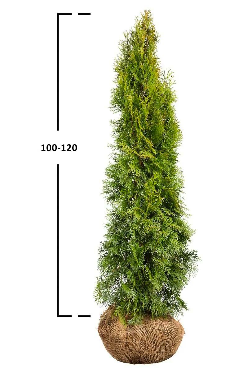 Thuja Smaragd