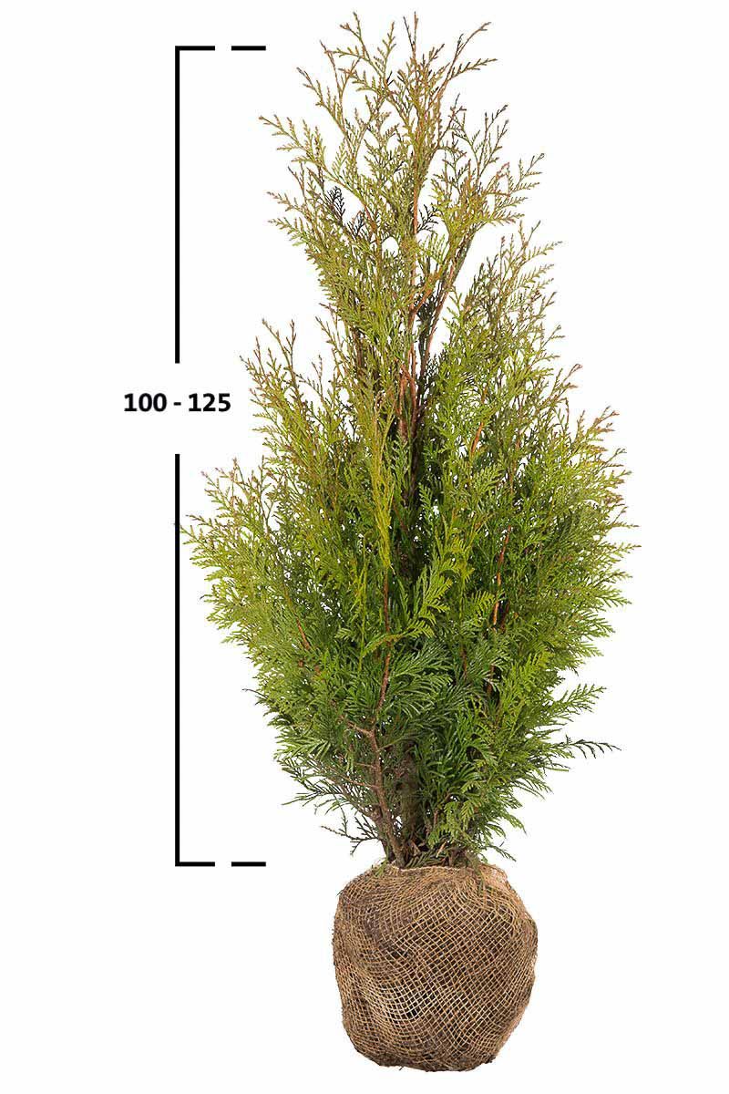 Thuja Martin