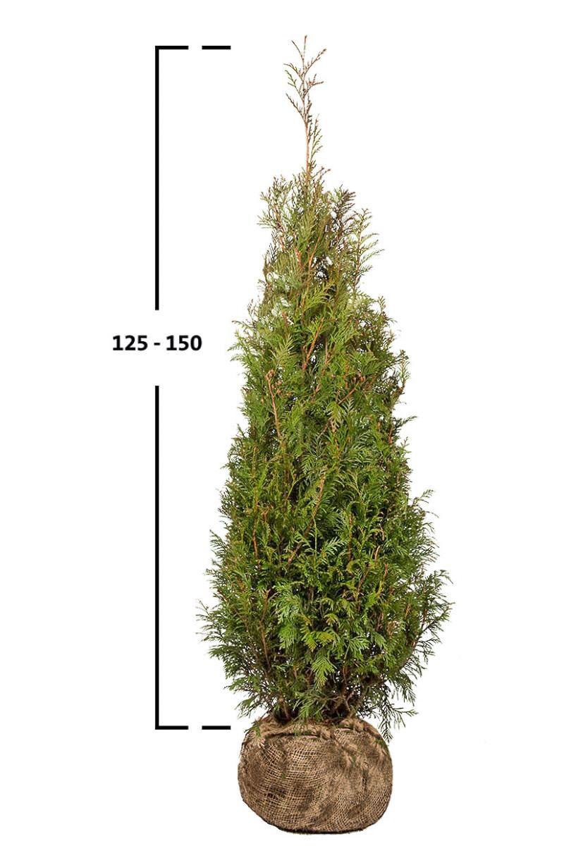 Thuja Martin