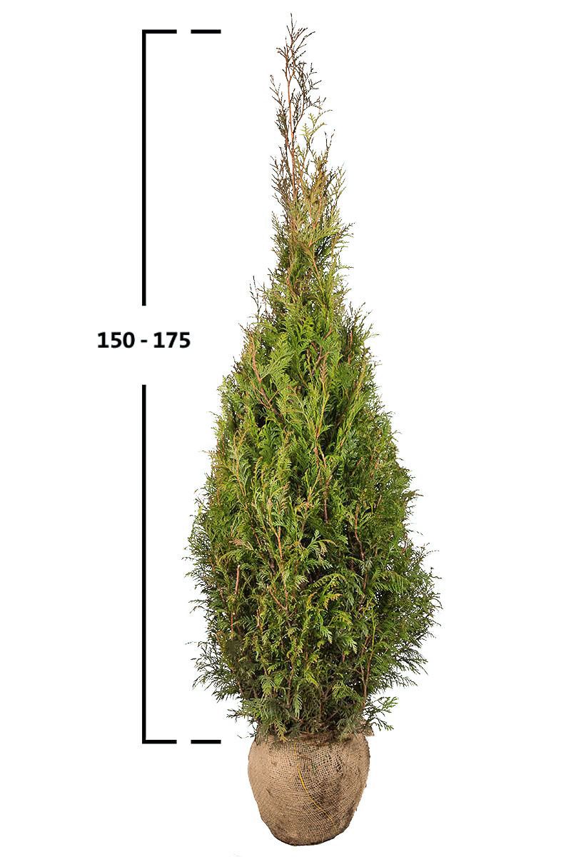 Thuja Martin