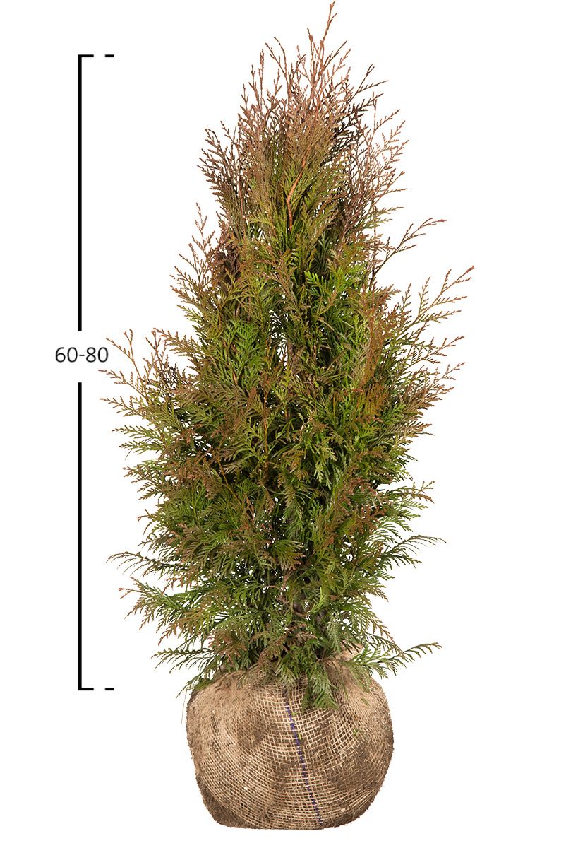Thuja Martin