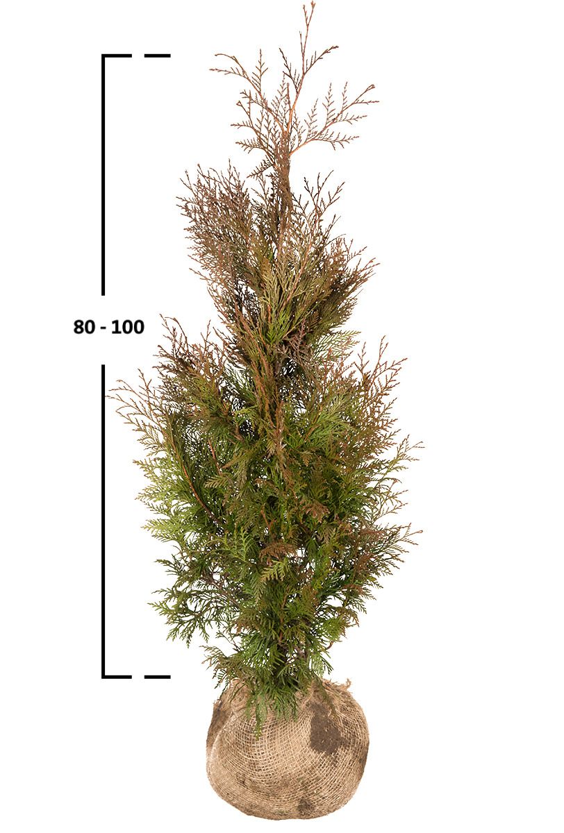 Thuja Martin