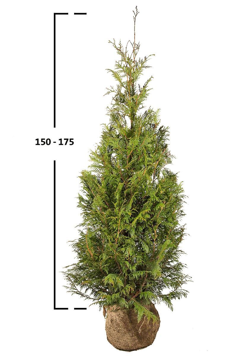 Thuja Excelsa