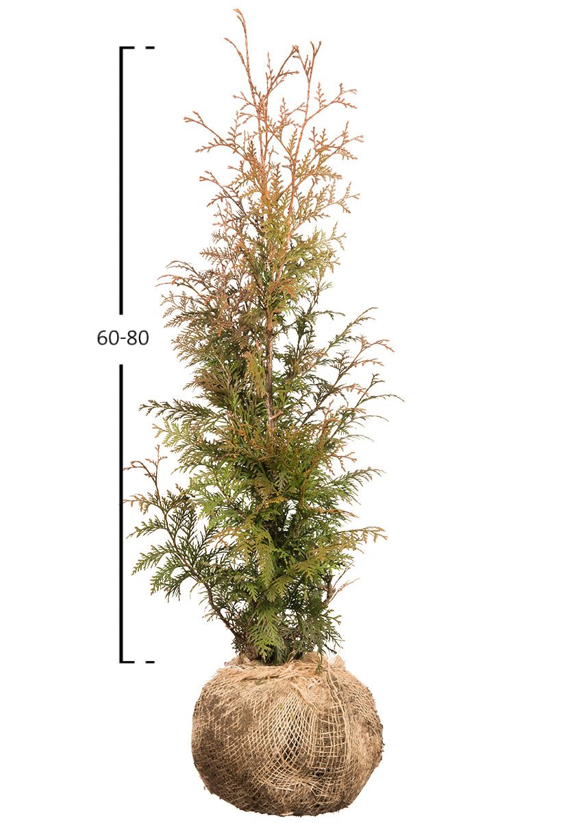 Thuja Excelsa
